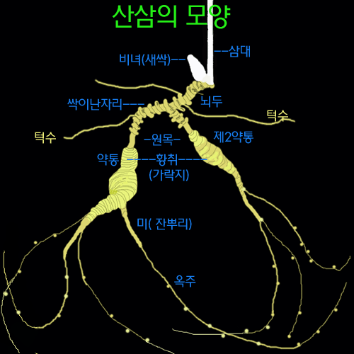 산삼설~1.GIF