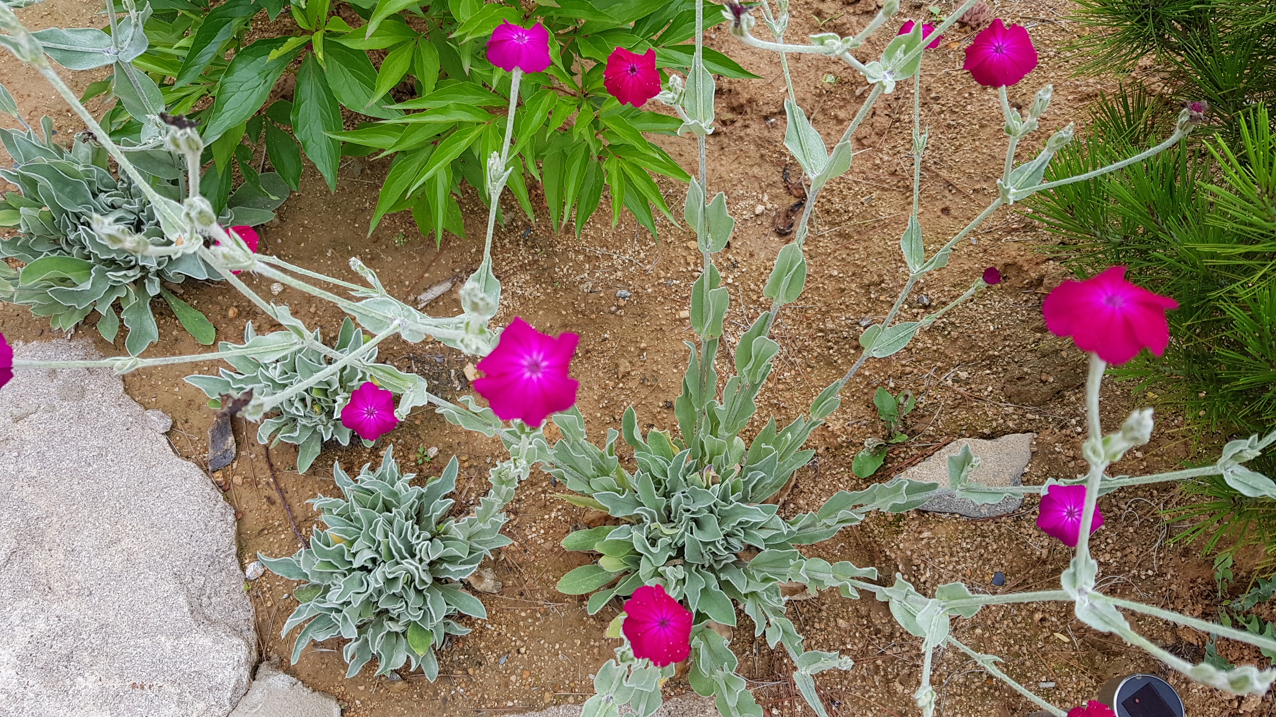 20180612_104958.jpg